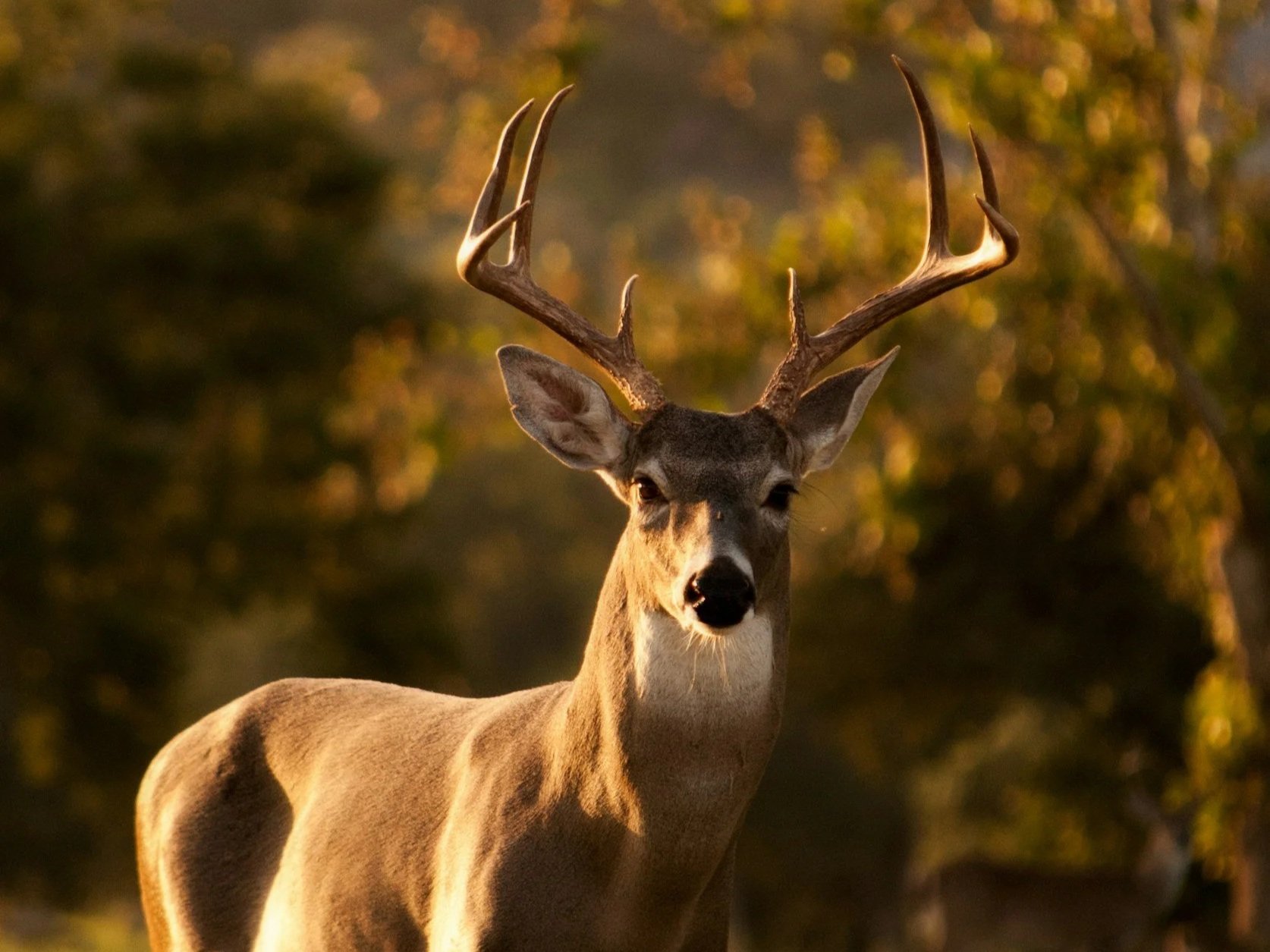 A majestic deer with antlers stands gracefully in a sunlit forest, surrounded by blurred greenery, showcasing its natural habitat and beauty.